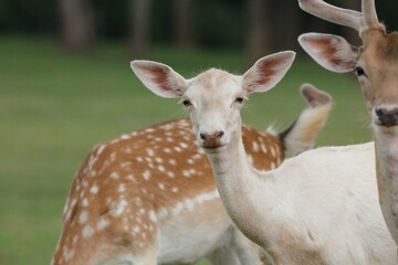 White Fallow Deer