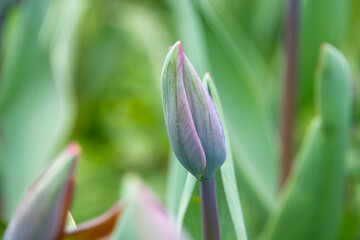 A close up of a tulip bud. The bud has some purple and yellow color and there's a pink one in the...