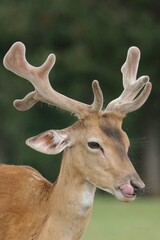 Fallow Deer