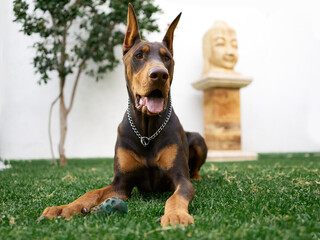 Un perro D&oacute;berman Sepia jugando en un jard&iacute;n con un Buda atr&aacute;s
