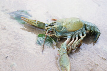 lots of dead fish and crabs during sea pollution