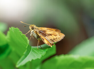 butterfly sitting on green leaves, beautiful insect in the natural habitat