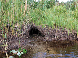 Close-up of a hut and a beaver platinum, a beaver's dwelling. © Marina