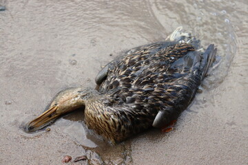 dead duck with polluted wings on shore