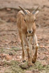 Barbary sheep