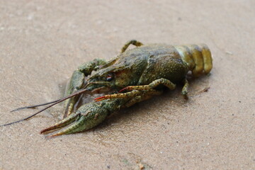 dead crabs and cancer on sea shore