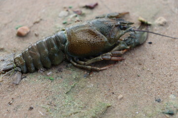dead crabs and cancer on sea shore