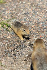 Two gophers are picking seeds among the rubble