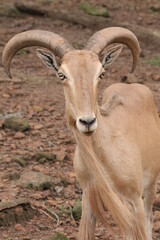 Barbary Sheep