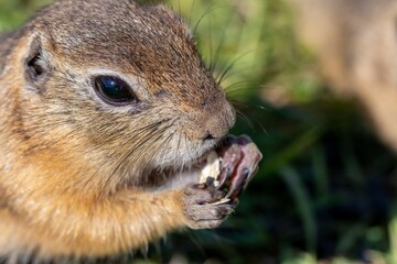 Portrait of a gopher eating