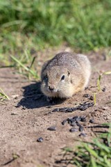 Naklejka na ściany i meble Gopher collects sunflower seeds scattered on the ground