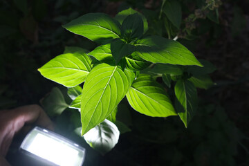 closeup photo of plant leaf veins pattern