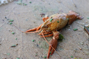 huge cancer on lake shore view