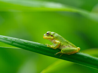 アマガエル