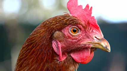 portrait of a rooster