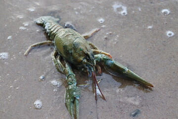 dead crabs and cancer on sea shore