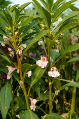 Pink balsam flowers growing in a field. 