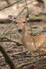 deer in the woods