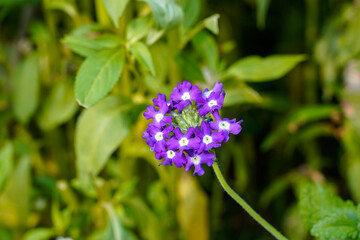 Single cluster of purple verbena growing outdoors. Sunlight shining on the flower.