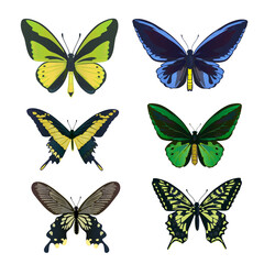 Fototapeta na wymiar A set of colorful big tropical butterflies, swallowtail and birdwing, papilio and ornitoptera papilionidae.