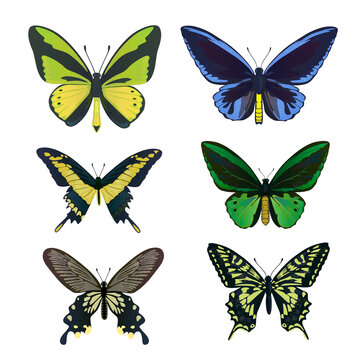 A set of colorful big tropical butterflies, swallowtail and birdwing, papilio and ornitoptera papilionidae.