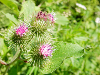 Purple pink burdock agrimony flowers on blurred green grass background