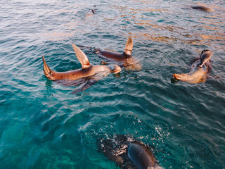 Obraz premium Fur Seals swimming in the water.