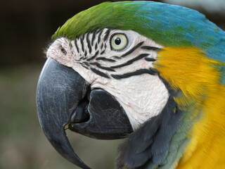blue and yellow macaw