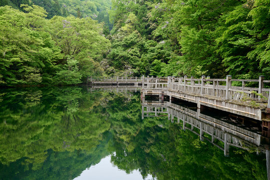新緑のもみじ池