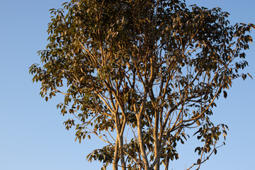 tree with bird in the nest