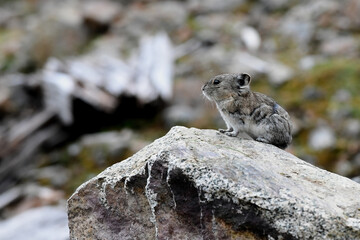 A Collared Pika (Ochotona collaris), closely related to hares and rabbits, climbs on rocks high in Alaska's Talkeetna Mountains.