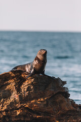 Fur seal sitting on a rock.