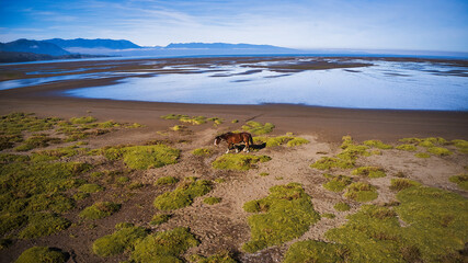 Marea baja carretera Austral de Chile, mucha arena, aves marinas y cordillera de los Andes.