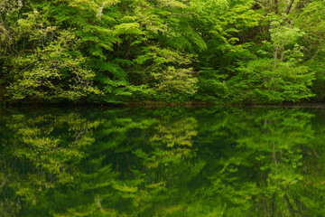 Fototapeta na wymiar 静かな新緑の池