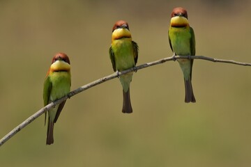 Chestnut-headed Bee-eater Head to back, orange, black eye band, neck and chest, bright yellow chest with small black and orange stripes, green body. Sticking to the branches.