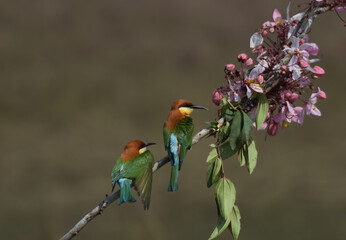 Chestnut-headed Bee-eater Head to back, orange, black eye band, neck and chest, bright yellow chest with small black and orange stripes, green body. Sticking to the branches.