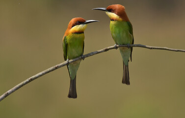 Chestnut-headed Bee-eater Head to back, orange, black eye band, neck and chest, bright yellow chest...