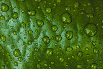 Vector water drops on green leaf macro background.