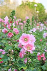 Hollyhock flower in a garden. Pink Flower of hollyhock closeup on green blur background