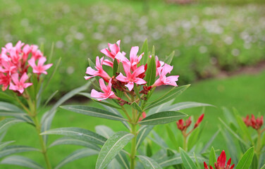 Oleander rose bay flower or Nerium oleander L. in the garden