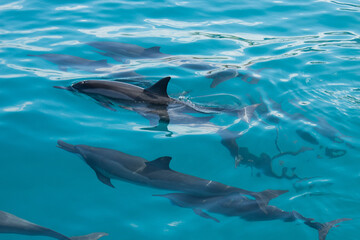 Fototapeta premium Dolphins 