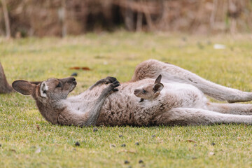 Mother Kangaroo with her Joey
