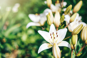 Bush of blooming white lilies in the sun