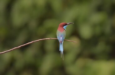 Blue-throated Bee-eater (Merops viridis) perch open on branch. Chon Buri, Thailand.