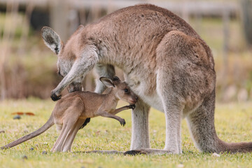 Naklejka na ściany i meble Mother Kangaroo with her Joey