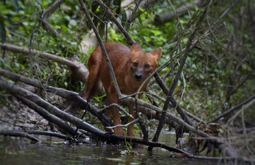 Asian Wild Dog, Dhole (Cuon alpinus) in the forest. Nakhon Ratchasima, Thailand.