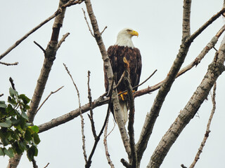 Bald Eagle In Tree: A majestic bald eagle in a bare, naked tree on a cloudy day looking to the side