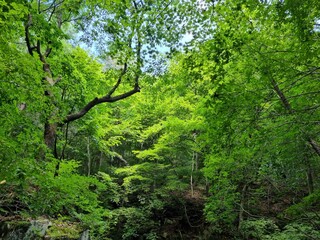 tree in the forest