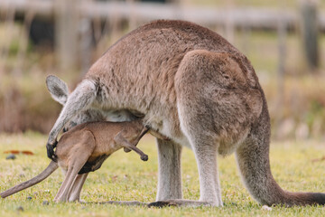 Mother Kangaroo with her Joey