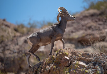 Desert Bighorn Sheep